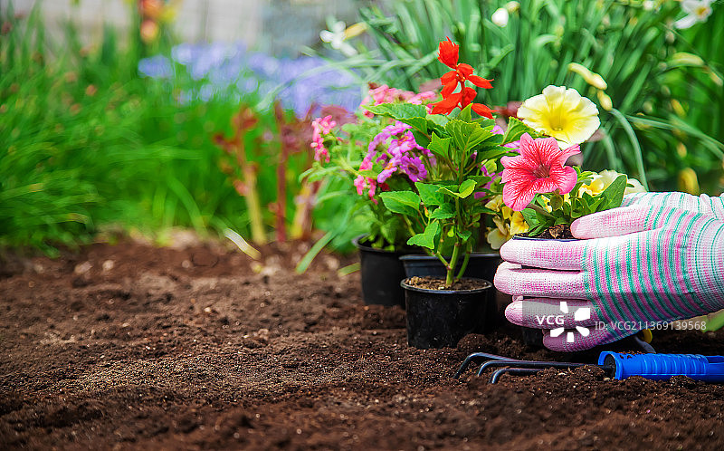 花园中的植物花卉（选择性聚焦）图片素材