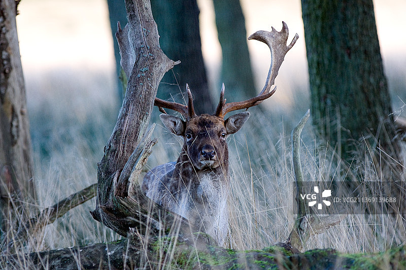 丹麦森林中的黇鹿肖像图片素材
