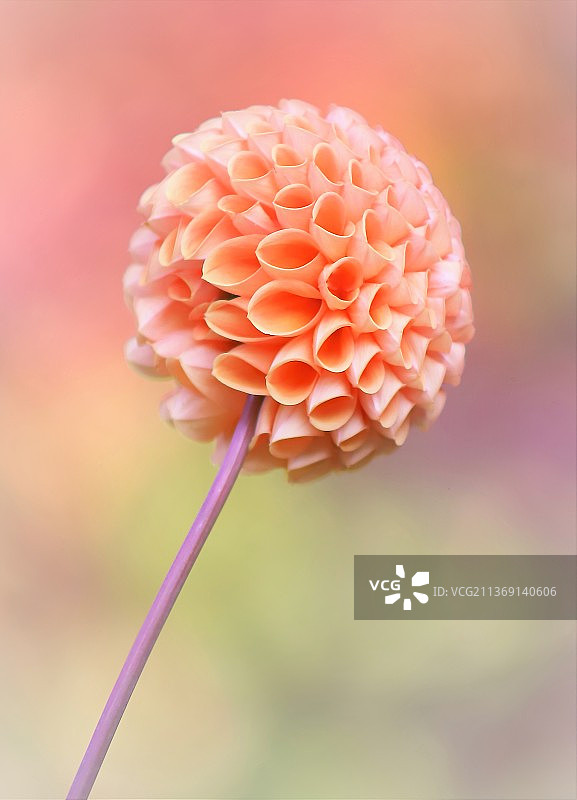 大丽花，粉色花朵特写图片素材