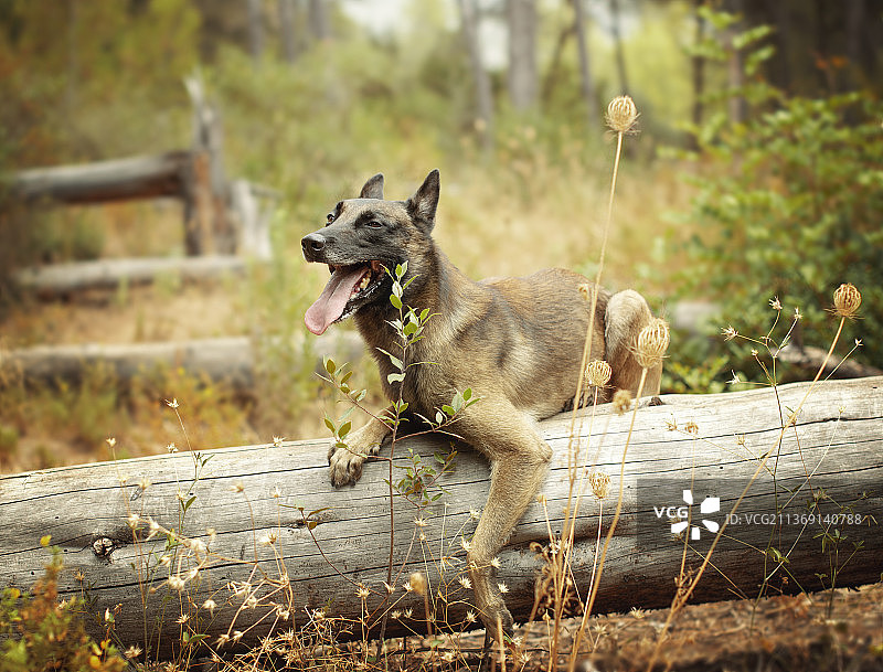 森林中树上的一只比利时牧羊犬马里努阿犬图片素材