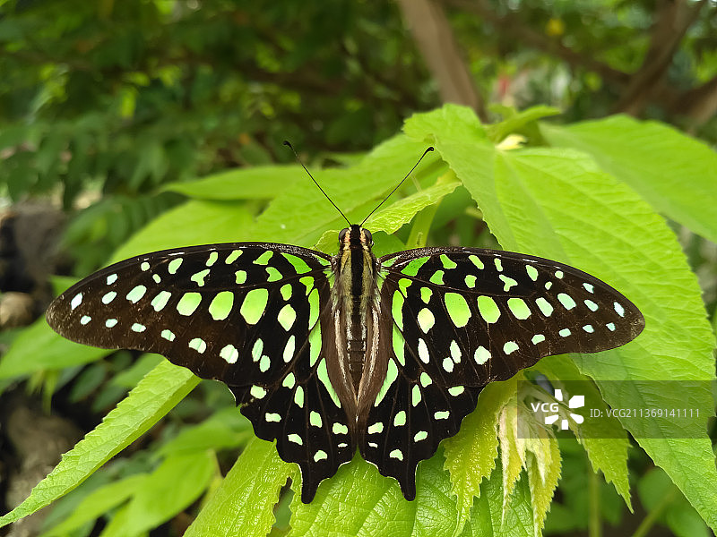 燕尾蝶图片素材