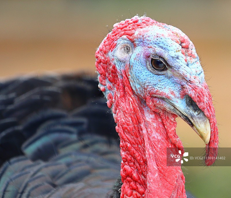 青铜火鸡，公鸡特写图片素材