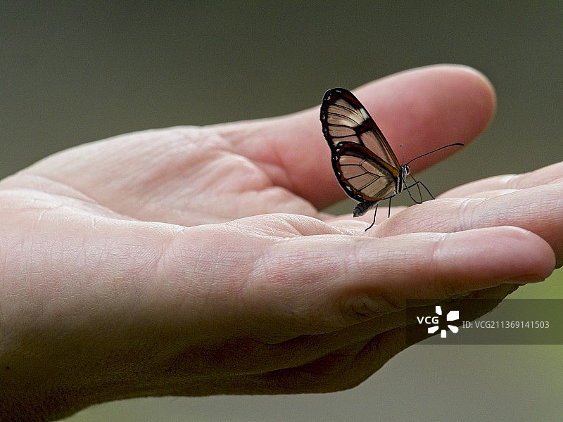 厄瓜多尔维尔卡班巴，停留在手上的玻璃翼蝴蝶特写图片素材