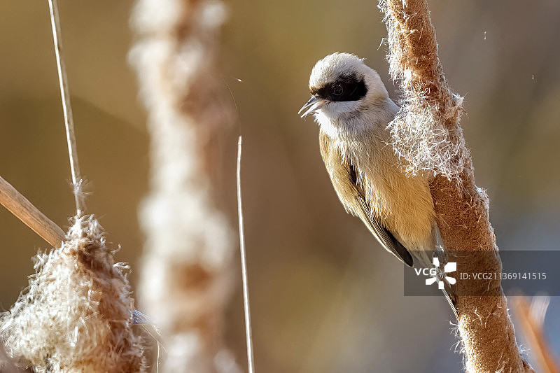 攀雀，栖息在树枝上的长尾山雀特写，西班牙图片素材