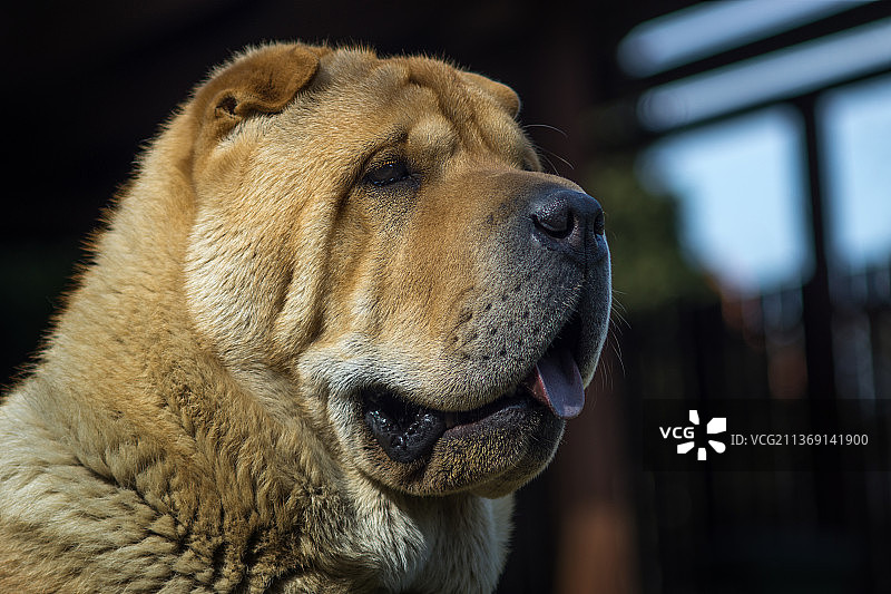 脸部特写图片素材