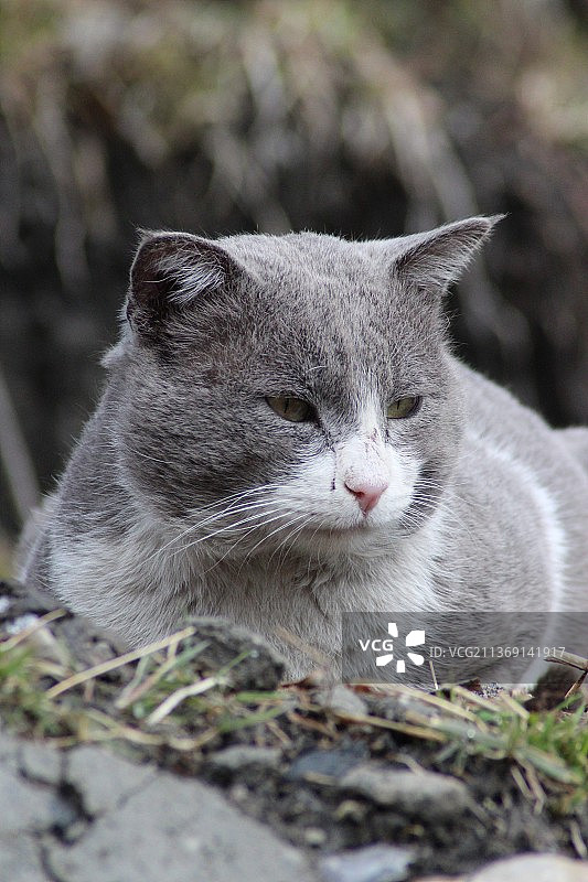 可爱的猫咪户外近景图片素材