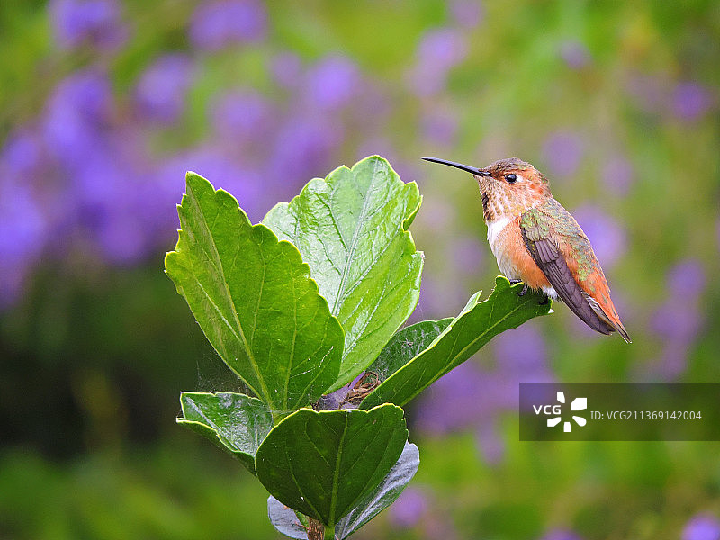 蜂鸟栖息在植物上的特写图片素材