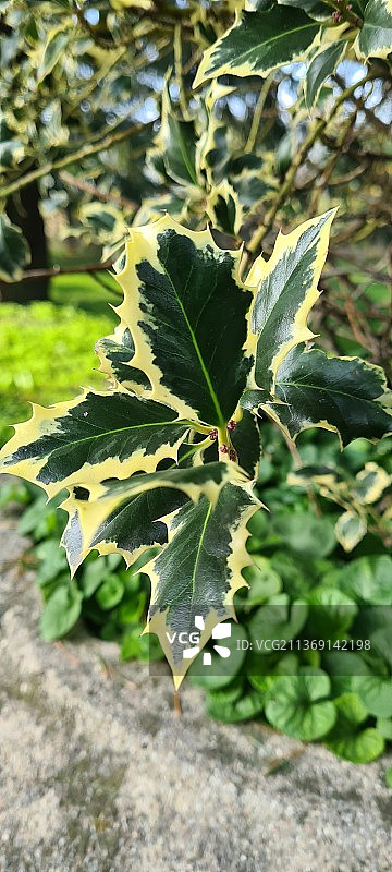 明亮的叶子，生长在田野上的植物特写图片素材