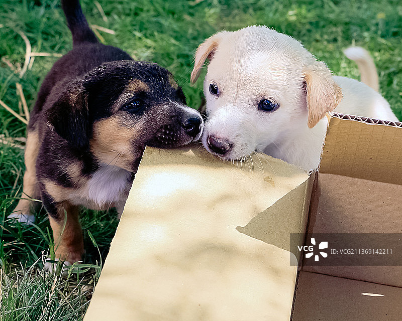 可爱的幼犬，田野中的狗狗高角度视图图片素材