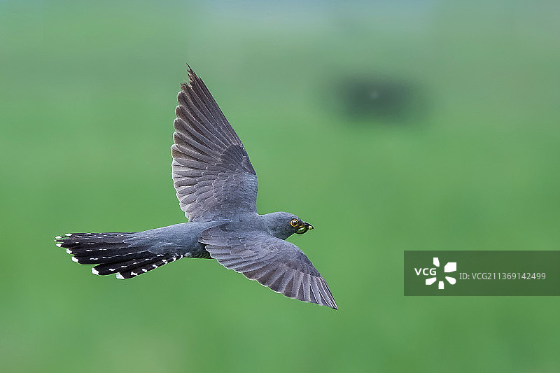 飞行中的布谷鸟特写图片素材