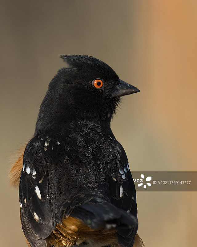 斑点鹟的特写，乌鸦栖息在户外图片素材