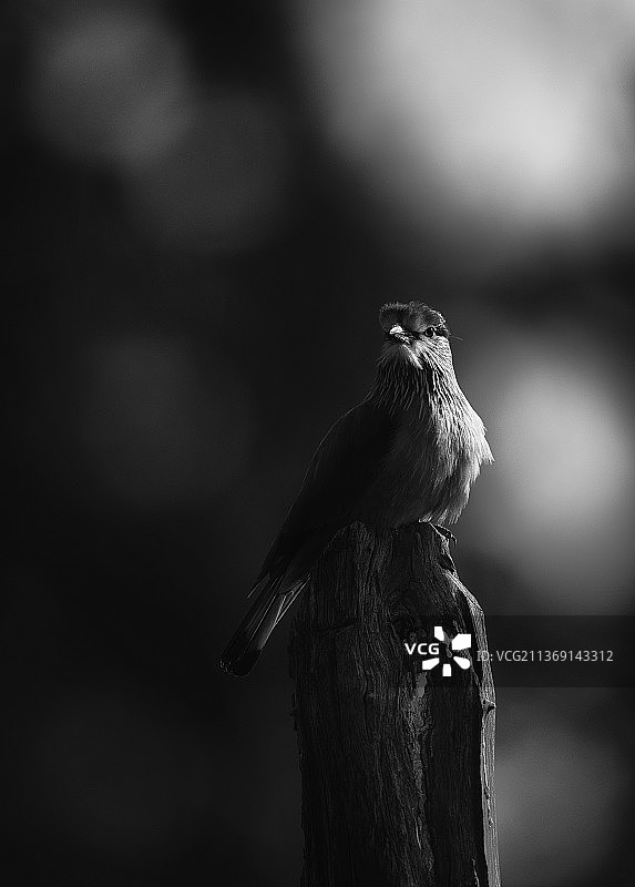 印度中央邦坎哈老虎保护区栖息在木头上的鸣禽特写图片素材