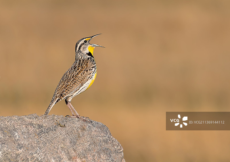 在加拿大岩石上栖息的西部草地鹨鸣禽特写图片素材