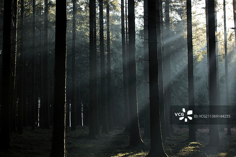 比利时森林树木图片素材