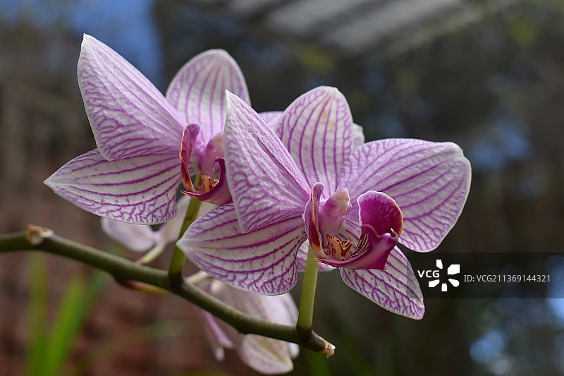 斯里兰卡粉色兰花特写图片素材