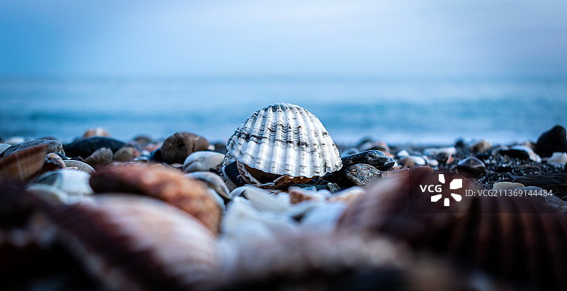 白色贝壳，西班牙海滩贝壳特写图片素材