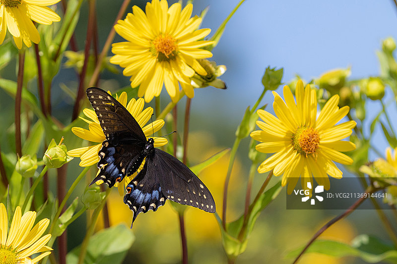 美国杯状植物上的燕尾蝶图片素材