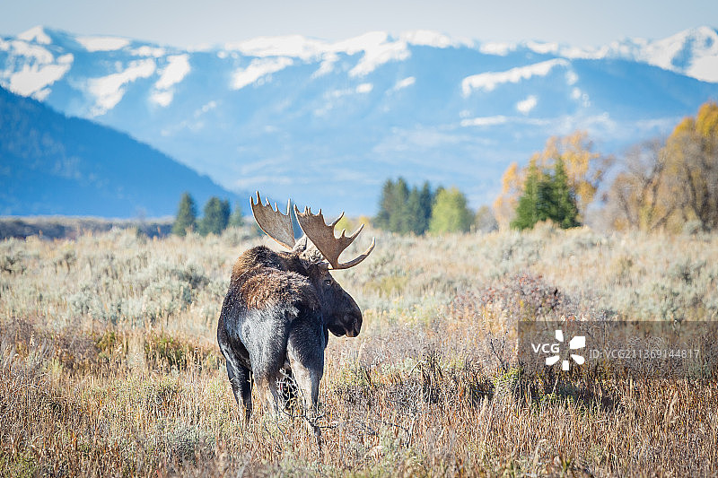 怀俄明州大提顿：山地背景下的雄性驼鹿图片素材