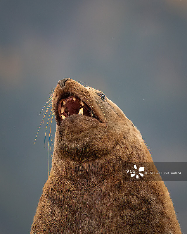 虎头海狮展示牙齿图片素材