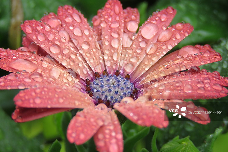 新西兰奥克兰：粉色鲜花上的雨滴特写图片素材