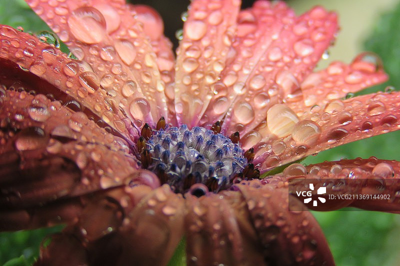 新西兰奥克兰：粉色鲜花上的雨滴特写图片素材