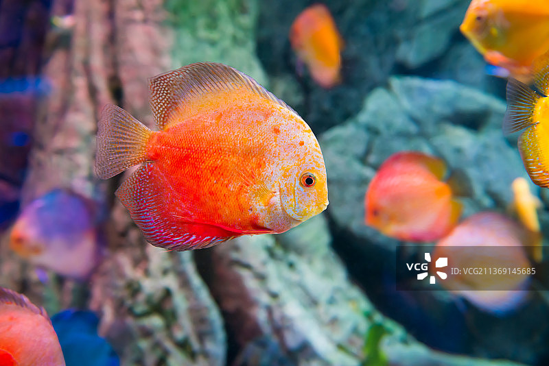 七彩神仙鱼特写图片素材