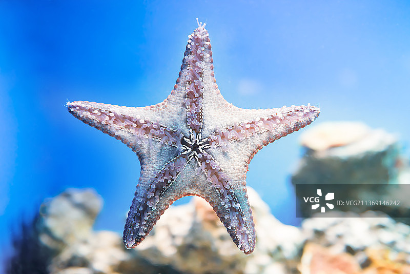 海星：水下海洋生物图片素材