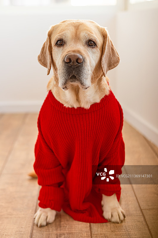 穿着红色毛衣的可爱的小鹿色拉布拉多犬图片素材