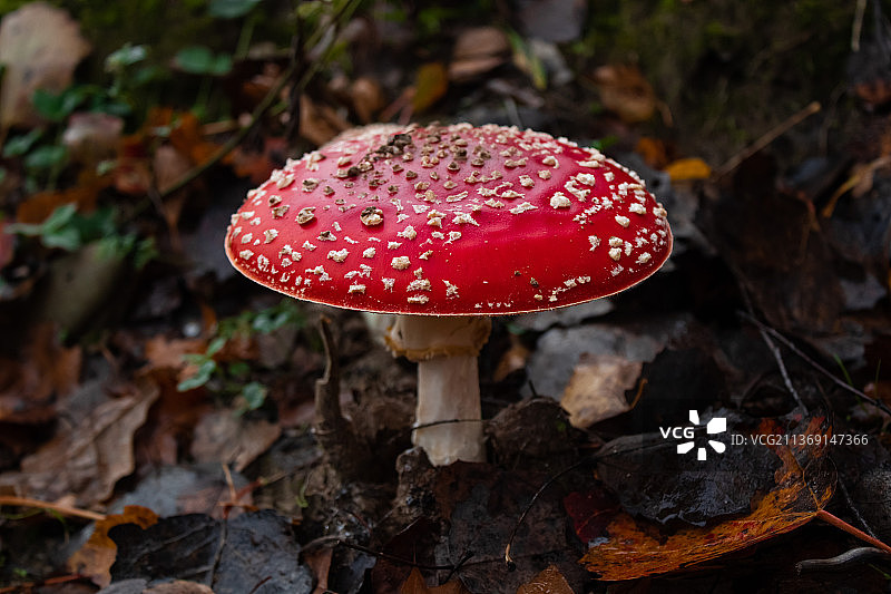 田野上的毒蝇伞特写，乌克兰图片素材