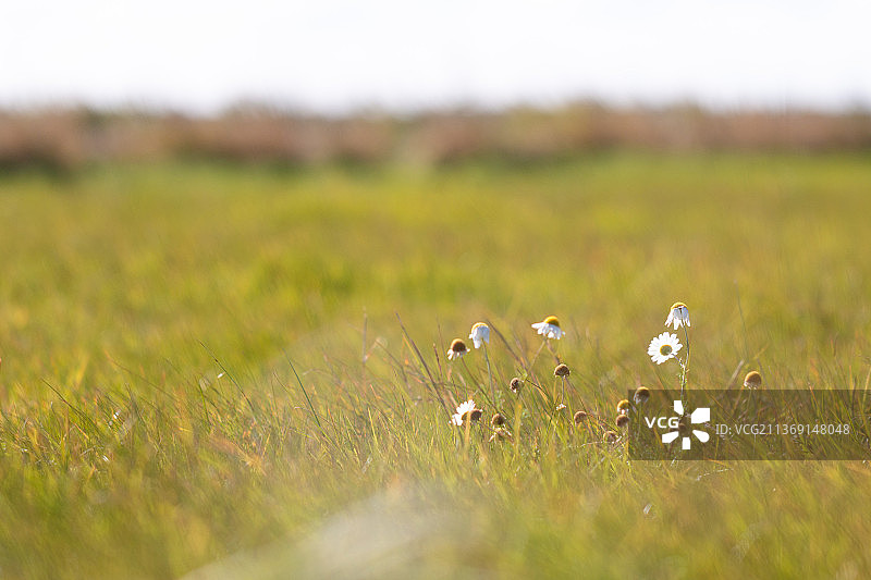发光的洋甘菊，英国剑桥郡田野中开花植物特写图片素材