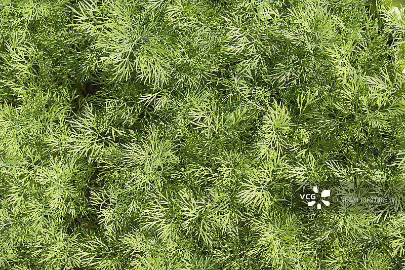 特写镜头下的新鲜莳萝图片素材