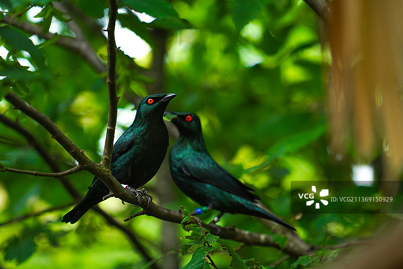 鸟儿栖息在树枝上的特写镜头图片素材