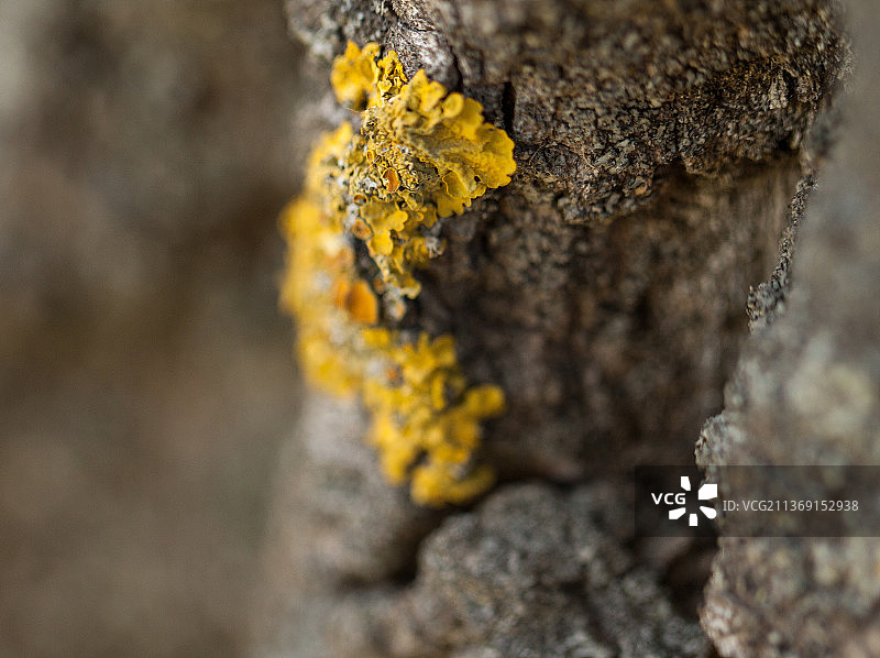 树皮纹理，树干上黄色地衣特写，摩尔多瓦图片素材