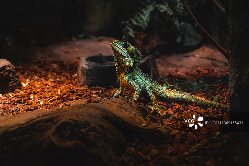 澳洲水龙特写，位于澳大利亚新南威尔士州纽恩斯高原岩石上图片素材