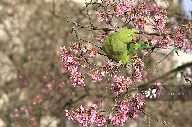 英国伦敦盛开的樱花树上的鹦鹉图片素材