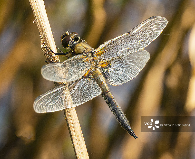 蜻蜓在植物上的特写，俄罗斯图片素材