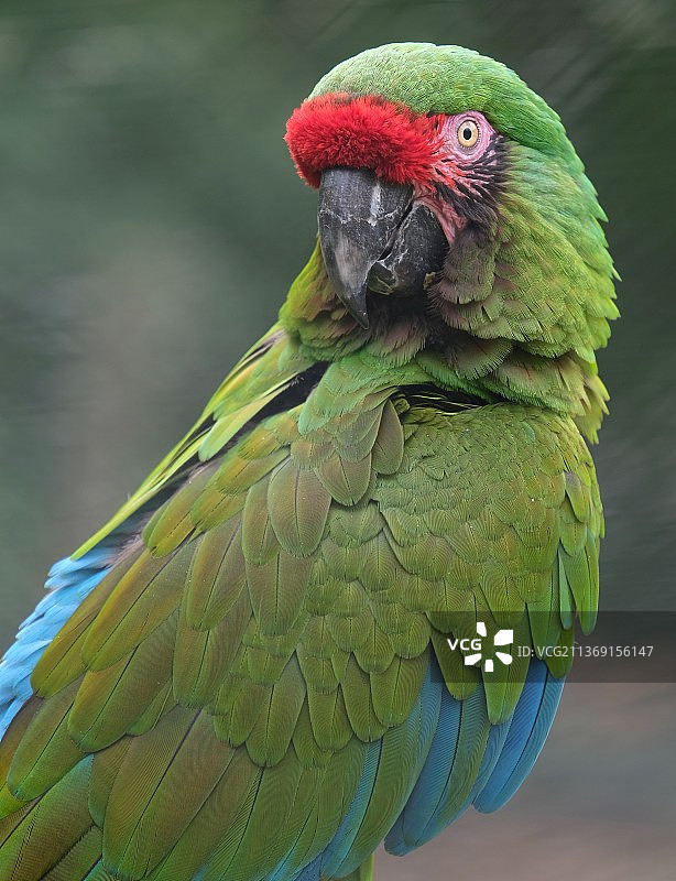 小恐龙，金刚鹦鹉特写，美国北卡罗来纳州斯科特兰颈图片素材