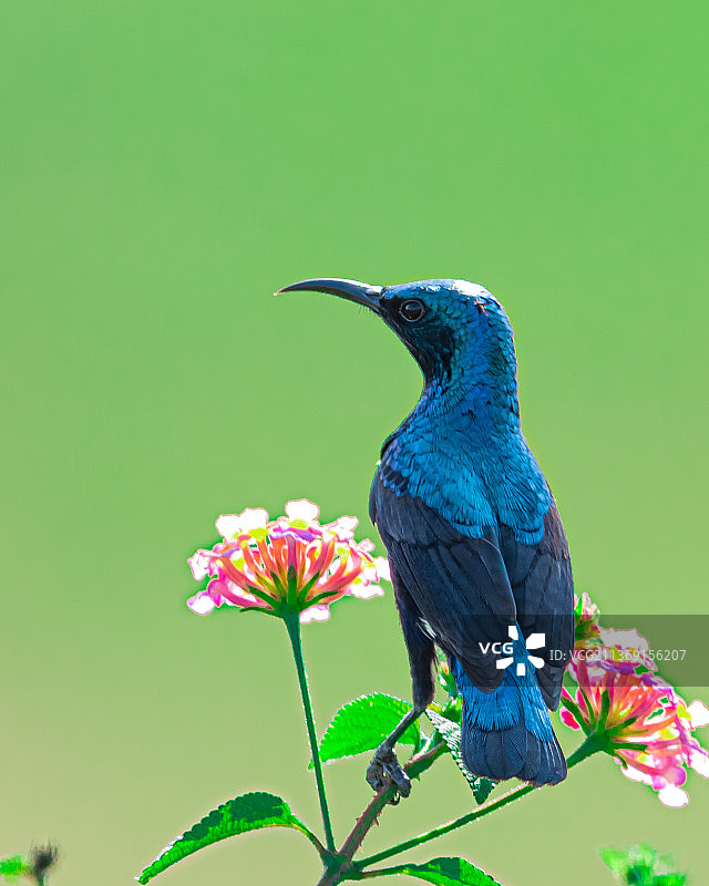 栖息在植物上的鸟儿特写图片素材
