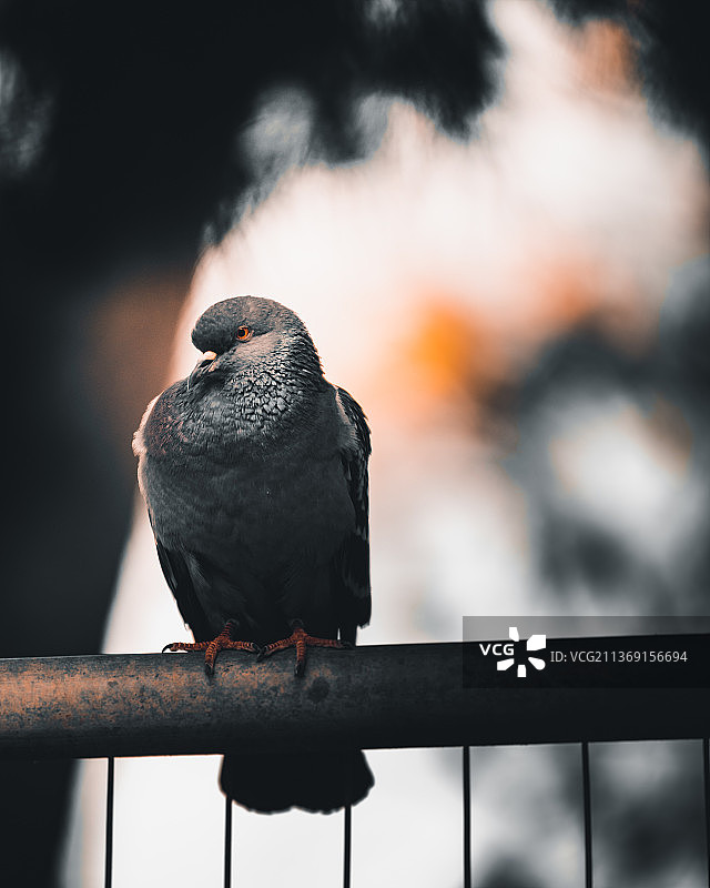 栖息在栏杆上的猛禽鹦鹉特写，希腊图片素材