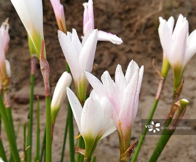 清晨的白色番红花特写，印度哈里亚纳邦图片素材