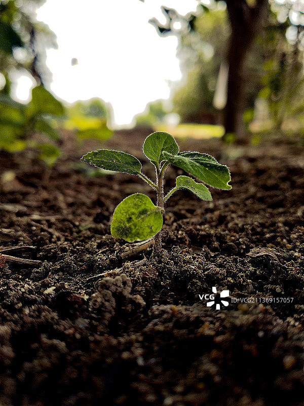 田野上生长的小 Plant 的特写，新生命图片素材