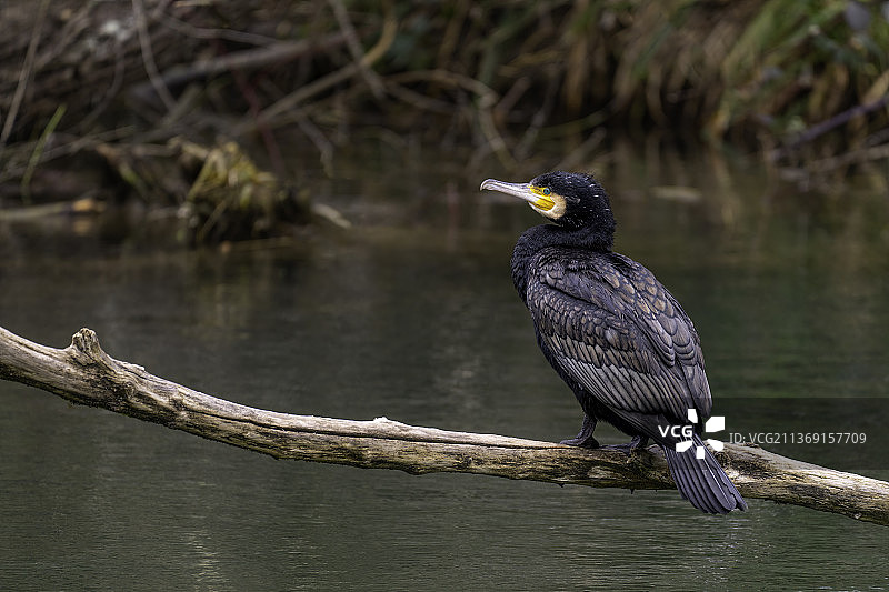 鸬鹚特写：栖息在树枝上的鸬鹚，瑞士奥格斯特图片素材