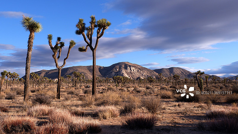 约书亚树国家公园风景照图片素材
