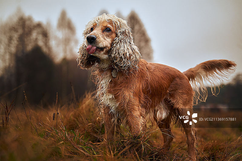 可卡犬站在田野上的写真，背景是天空图片素材