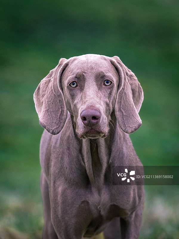 魏玛犬站在田野上的特写图片素材