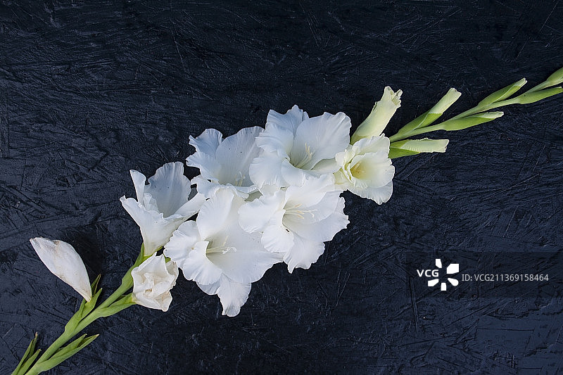 俄罗斯黑色背景上的白色花朵高角度视图图片素材