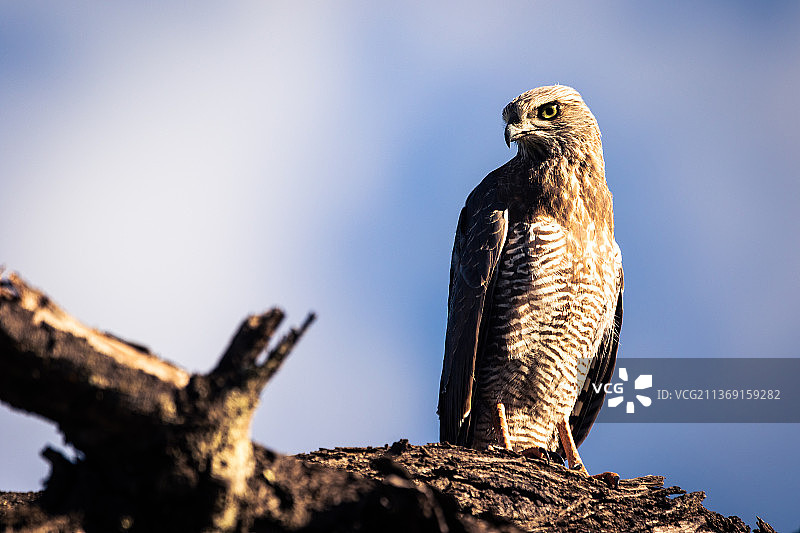 非洲苍鹰图片素材