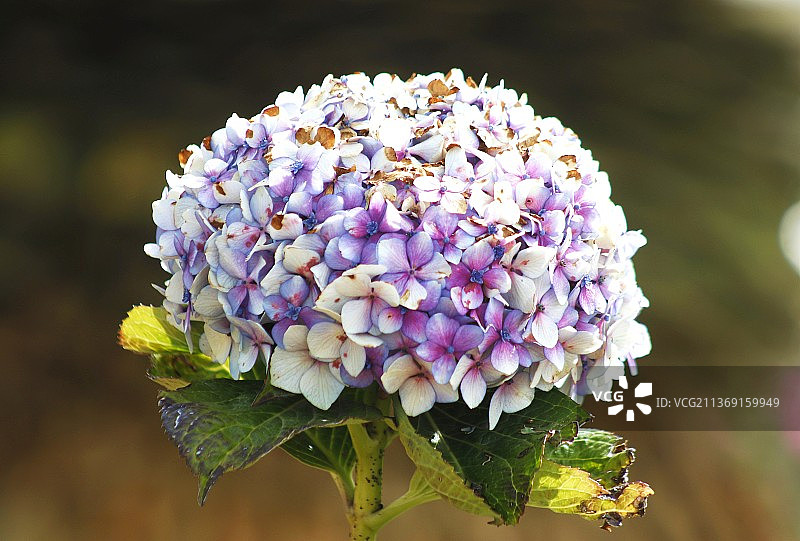 绣球花，紫色绣球花的特写图片素材
