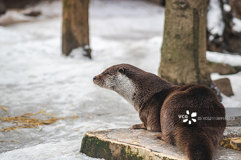 波兰岩石上的松鼠和水獭特写图片素材