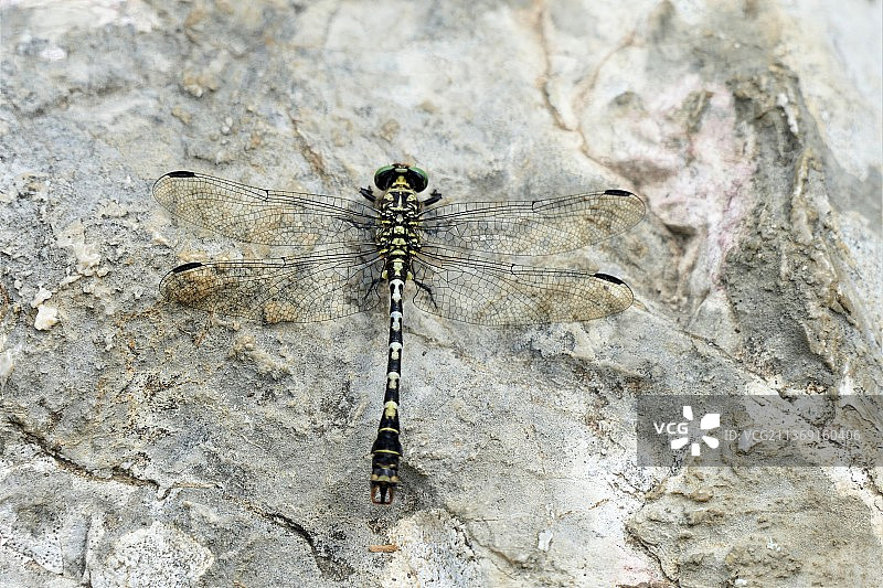 岩石上的透明昆虫特写图片素材